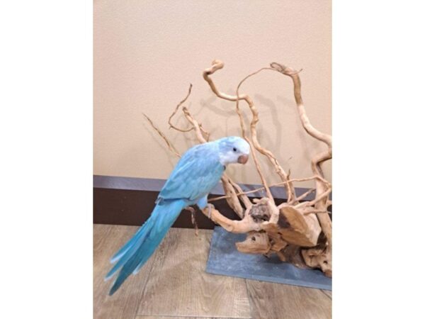 Quaker Parrot-BIRD--Blue Opaline-13371-Petland Bolingbrook, IL