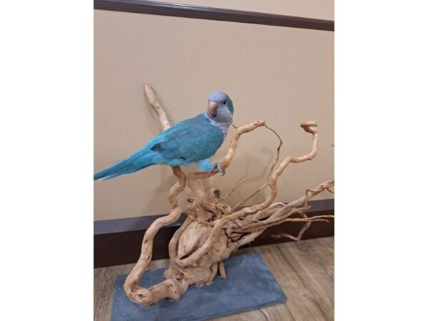 Quaker Parrot-BIRD--Blue-13374-Petland Bolingbrook, IL