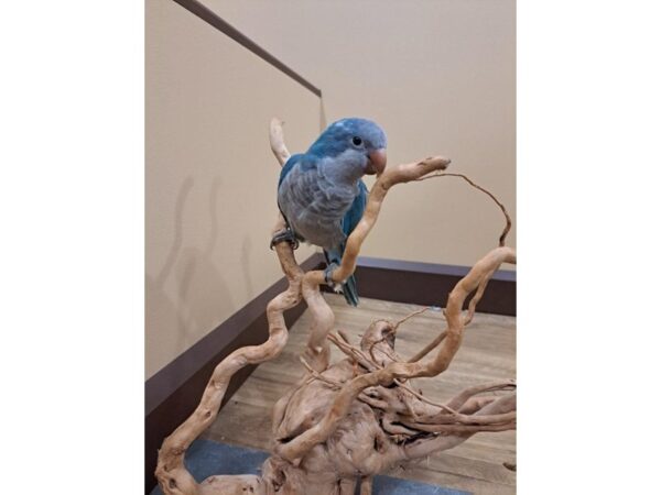 Quaker Parrot-BIRD--Blue-13373-Petland Bolingbrook, IL