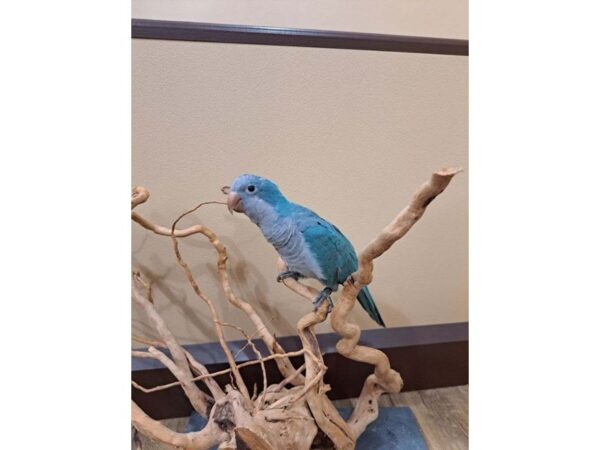 Quaker Parrot BIRD Blue 13372 Petland Bolingbrook, IL