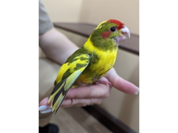 Kakarikis-BIRD--Green/Yellow/Red-13380-Petland Bolingbrook, IL