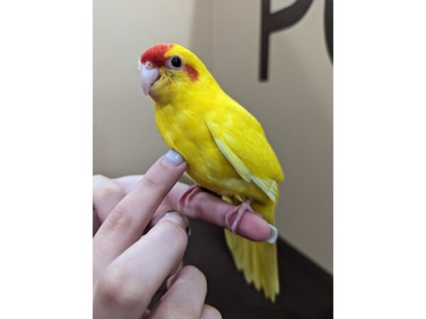 Kakarikis-BIRD--Yellow/Red-13381-Petland Bolingbrook, IL