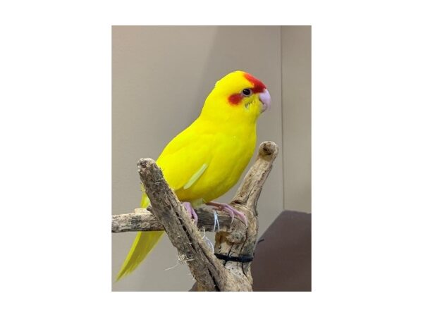 Kakarikis-BIRD-Male-Yellow with red crown-21595-Petland Bolingbrook, IL