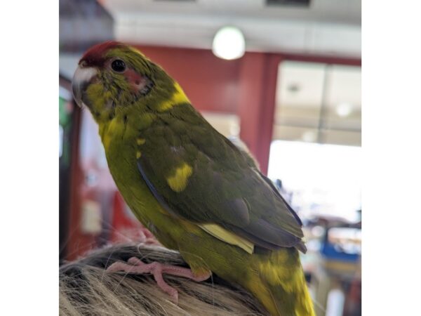 Kakarikis-BIRD--Green, Yellow, Red-13382-Petland Bolingbrook, IL