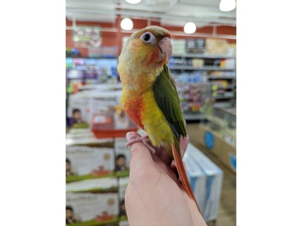 Green Cheek Conure-BIRD-Male-High Red Pineapple-13384-Petland Bolingbrook, IL
