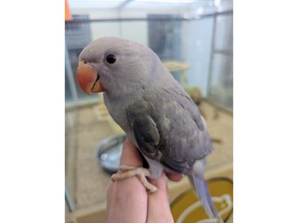 Indian Ringneck Parakeet-BIRD--Cinnamon Violet-13395-Petland Bolingbrook, IL