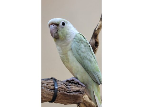 Green Cheek Conure-BIRD-Female-Mint-21599-Petland Bolingbrook, IL