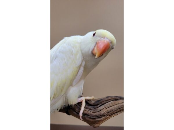 Indian Ringneck Parakeet-BIRD--Creamino-21608-Petland Bolingbrook, IL
