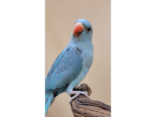 Indian Ringneck Parakeet-BIRD--Blue-21609-Petland Bolingbrook, IL