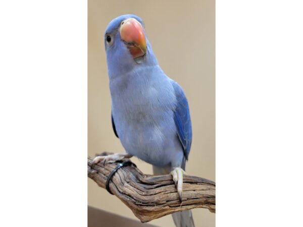 Indian Ringneck Parakeet-BIRD--Violet-21606-Petland Bolingbrook, IL