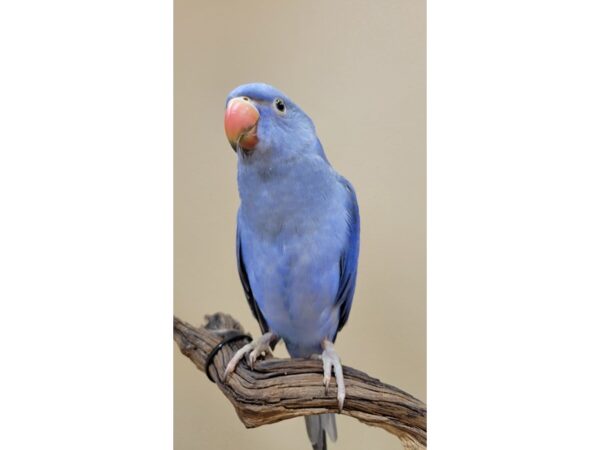 Indian Ringneck Parakeet-BIRD--Violet-21605-Petland Bolingbrook, IL