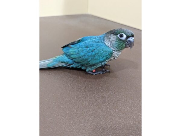 Green Cheek Conure-BIRD-Male-Turquoise-13386-Petland Bolingbrook, IL