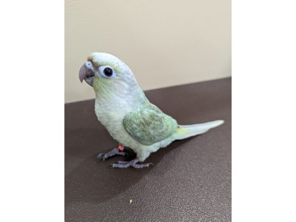 Green Cheek Conure-Bird-Male-Mint-13388-Petland Bolingbrook, IL