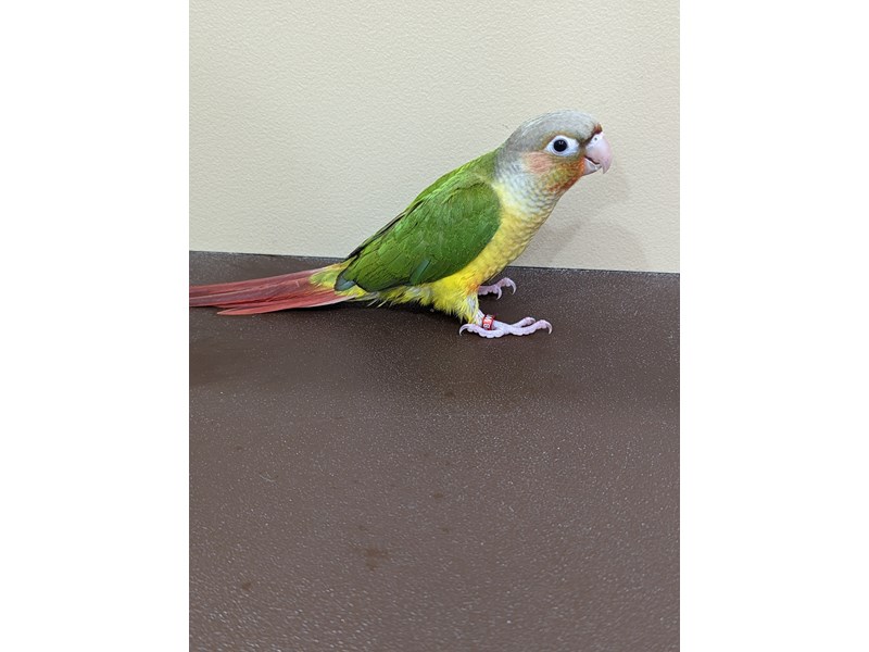 Petland Bolingbrook, IL Pet Store Premium Pets & Pet Supplies