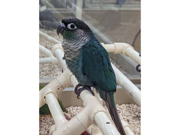 Green Cheek Conure-BIRD-Male-Turquoise-13397-Petland Bolingbrook, IL