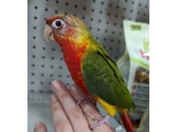 Green Cheek Conure-BIRD-Male-DR Pineapple-13399-Petland Bolingbrook, IL