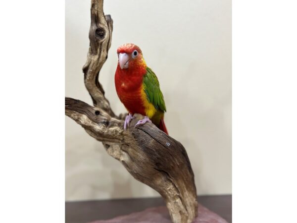 Green Cheek Conure-BIRD-Male-DR Pineapple-21616-Petland Bolingbrook, IL