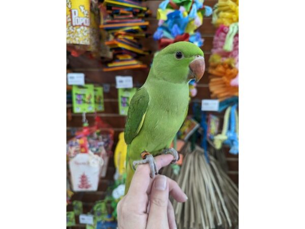 Indian Ringneck Parakeet-BIRD-Female-Cobalt Emerald Violet-13402-Petland Bolingbrook, IL
