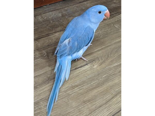 Indian Ringneck Parakeet-Bird-Female-Cobalt American Dominant Pied-13403-Petland Bolingbrook, IL