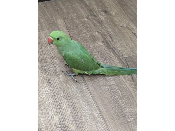 Indian Ringneck Parakeet-BIRD-Male-Green-13405-Petland Bolingbrook, IL