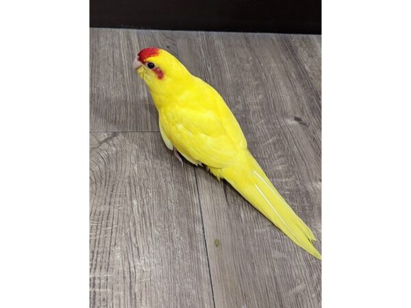 Kakarikis Bird Yellow/Red 13408 Petland Bolingbrook, IL