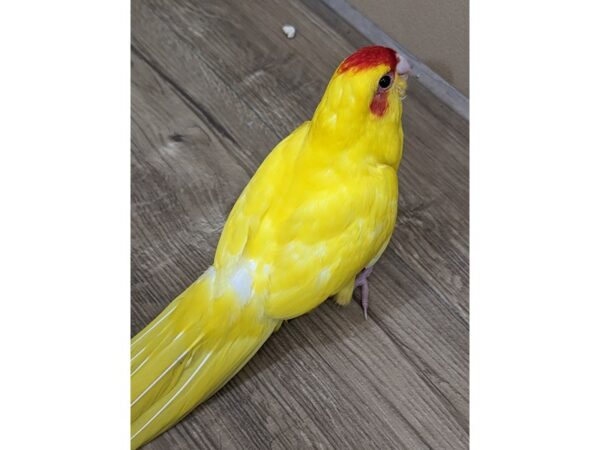 Kakarikis Bird Yellow/Red 13409 Petland Bolingbrook, IL