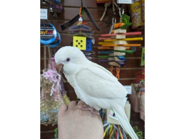 Quaker Parrot Bird Albino 13411 Petland Bolingbrook, IL