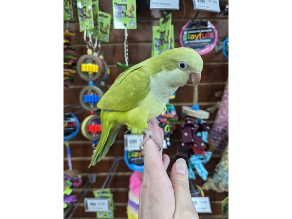 Quaker Parrot Bird Green Pallid 13412 Petland Bolingbrook, IL