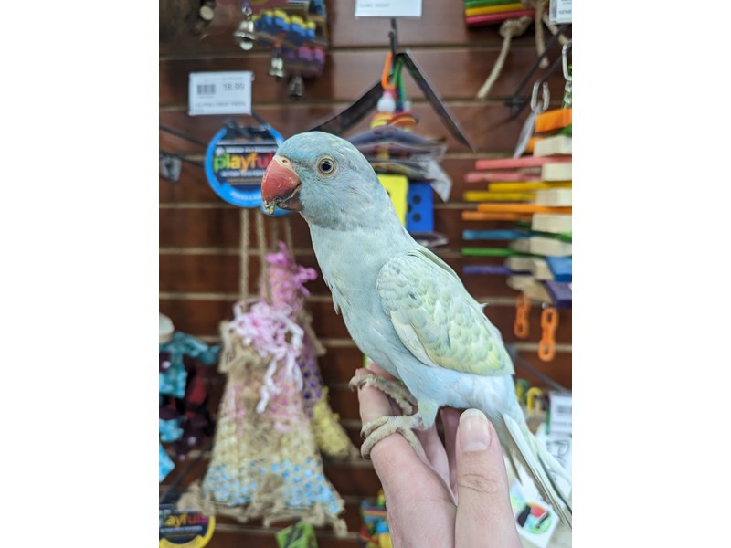 Petland Bolingbrook, IL Pet Store Premium Puppies & Pet Supplies