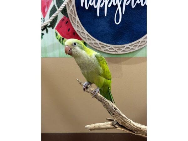 Quaker Parrot-BIRD--Green Opaline-21622-Petland Bolingbrook, IL