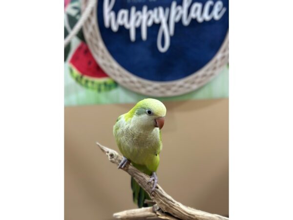 Quaker Parrot-BIRD--Blue Pallid-21621-Petland Bolingbrook, IL