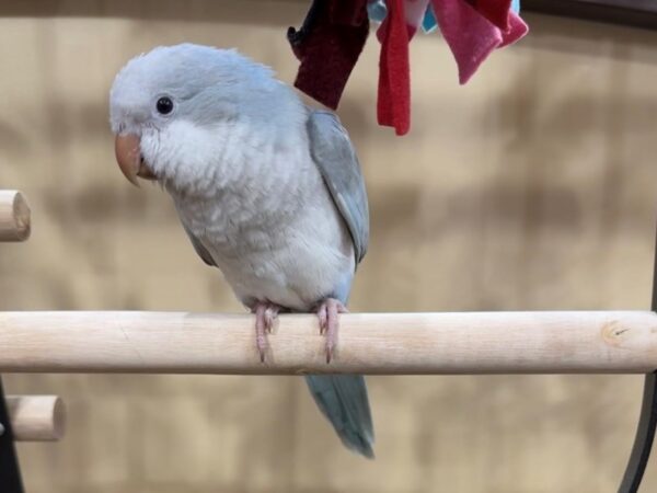 Quaker Parrot-BIRD--Blue Pallid-21623-Petland Bolingbrook, IL