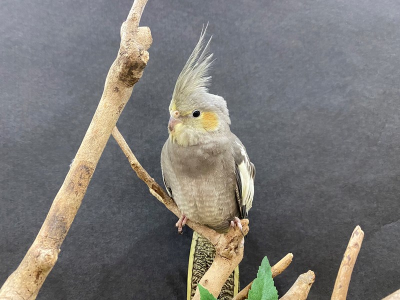 Birds for Sale Petland Bolingbrook, IL