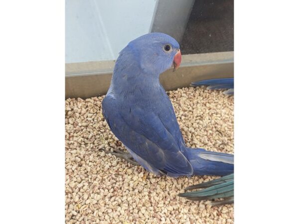 Violet Indian Ringneck-Bird-Female-Blue/Violet-21624-Petland Bolingbrook, IL