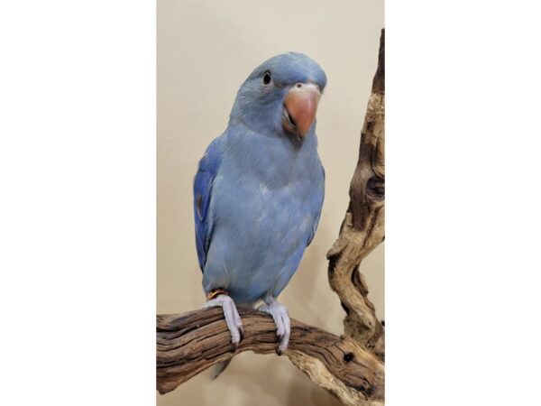 Indian Ringneck Parakeet-Bird-Female-Cobalt Emerald Violet-21613-Petland Bolingbrook, IL