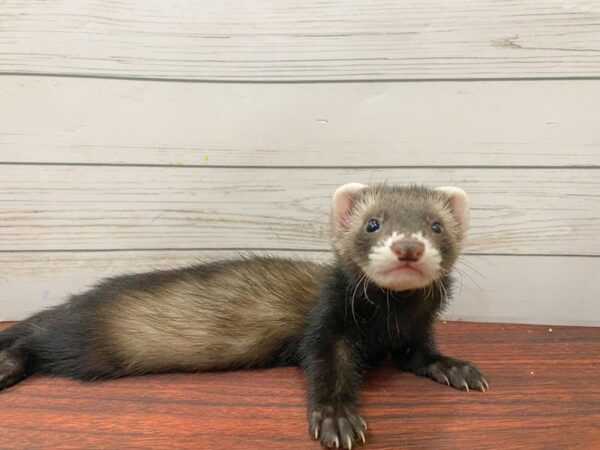 [#21544] Ferret Small Animals for Sale
