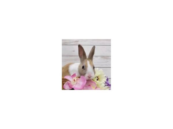 [#21545] Domestic Rabbit Small Animals for Sale