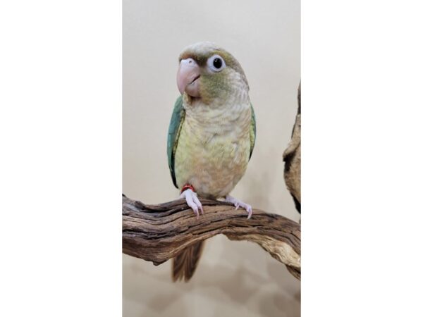 Green Cheek Conure-Bird-Female-Pineapple Turquoise-21611-Petland Bolingbrook, IL