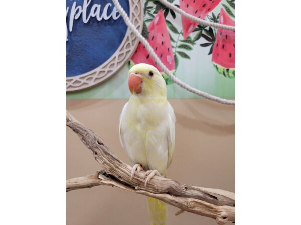 Indian Ringneck Parakeet-Bird-Female-Creamino-21620-Petland Bolingbrook, IL