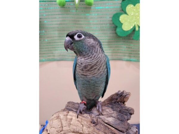 [#21597] Turquoise Female Conure Birds for Sale