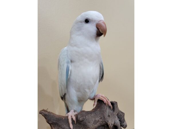 [#21625] Blue Opaline Male Quaker Parrot Birds for Sale
