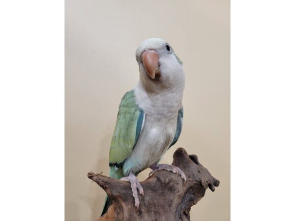 [#21627] Turquoise Opaline Male Quaker Parrot Birds for Sale