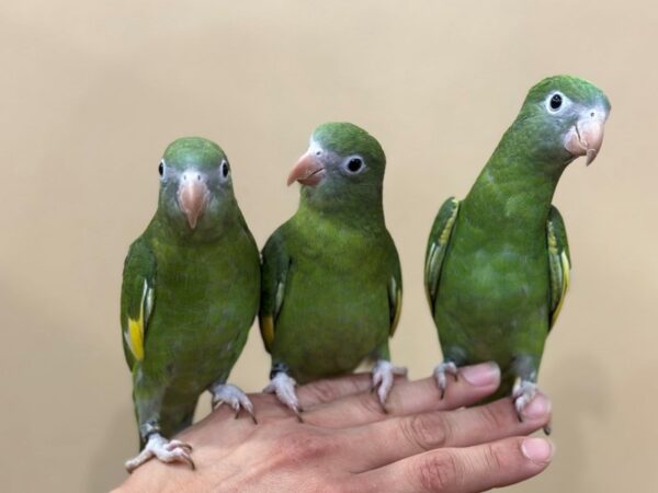 [#21628] Green Canary Winged Bee Bee Parakeet Birds for Sale
