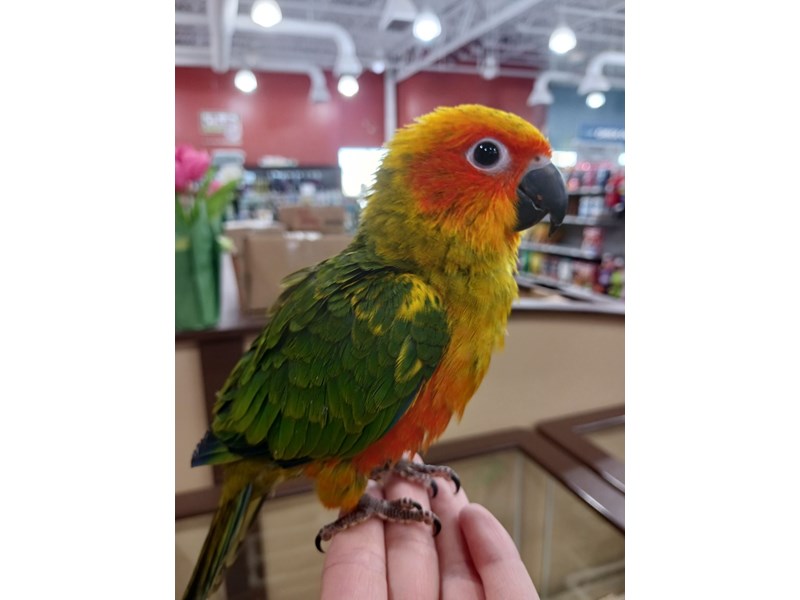 Petland Bolingbrook, IL Pet Store Premium Pets & Pet Supplies