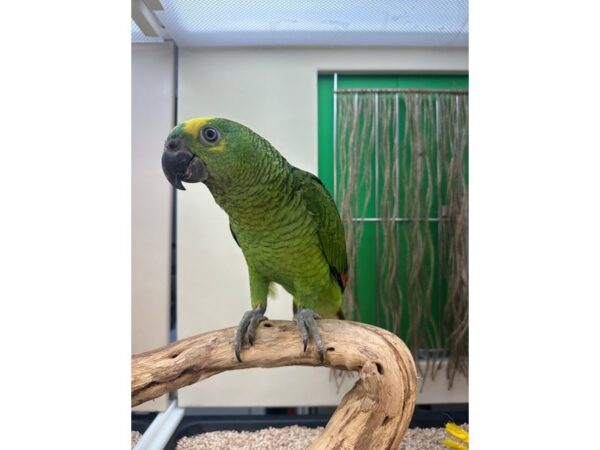 [#21634] Male Blue Fronted Amazon Birds for Sale