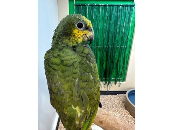 [#21635] Female Yellow Naped Amazon Birds for Sale