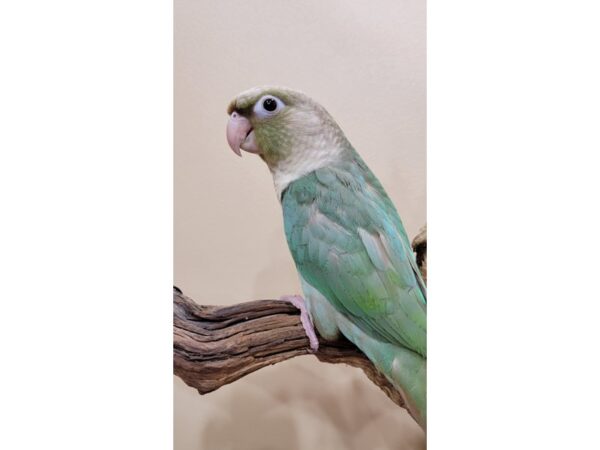 [#21612] Cinnamon Turquoise Female Green Cheek Conure Birds for Sale