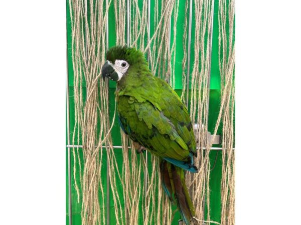[#21636] Male Severe Macaw Birds for Sale
