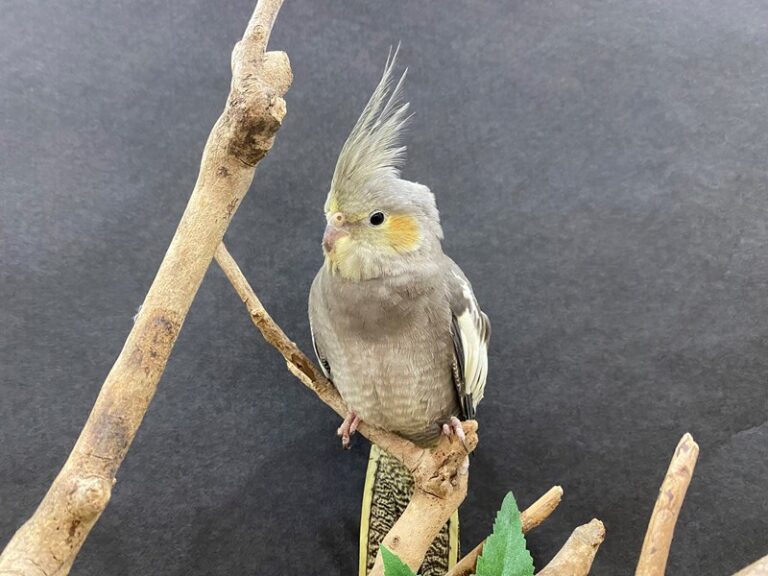 Available Pets Petland Bolingbrook, IL