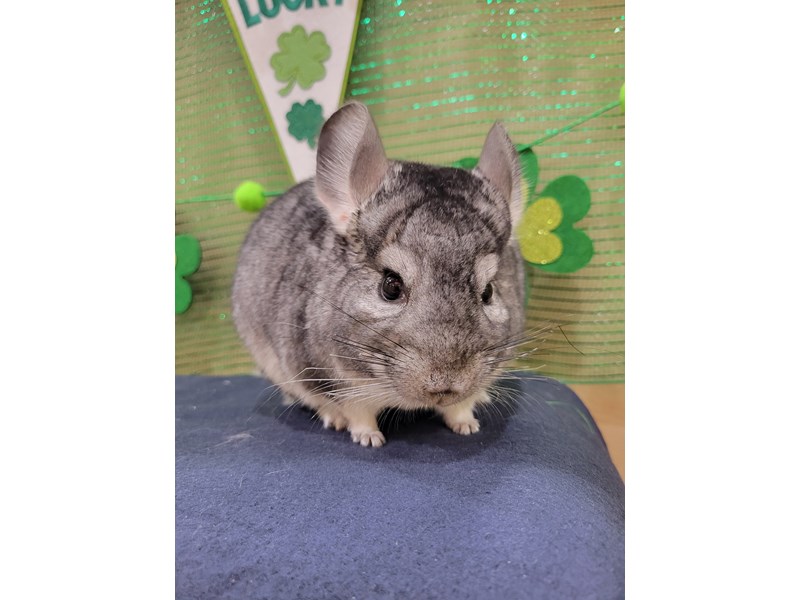 Small Animals for Sale Petland Bolingbrook, IL